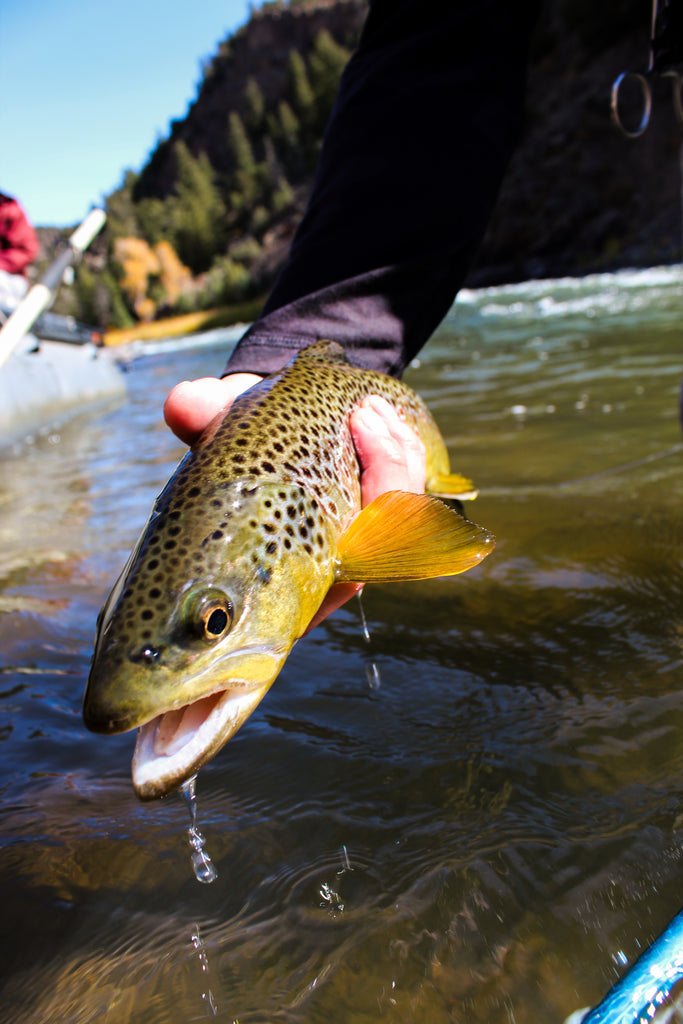 colorado brown trout