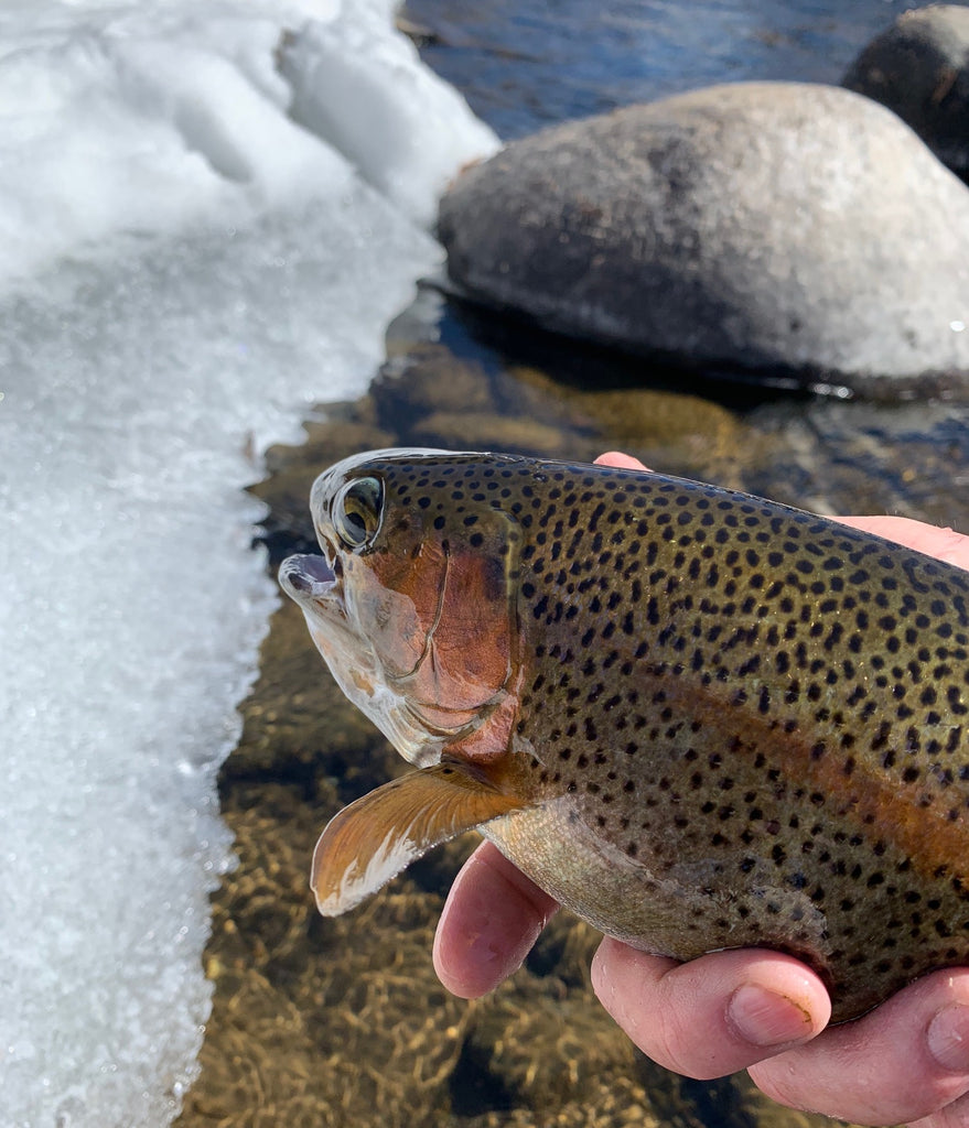 Winter Trout Fishing in the Rockies Part II – Riversmith Inc