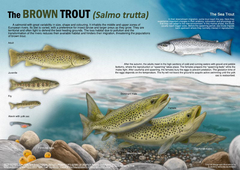Fly Fishing for Brown Trout – Riversmith Inc