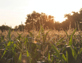 Field of corn