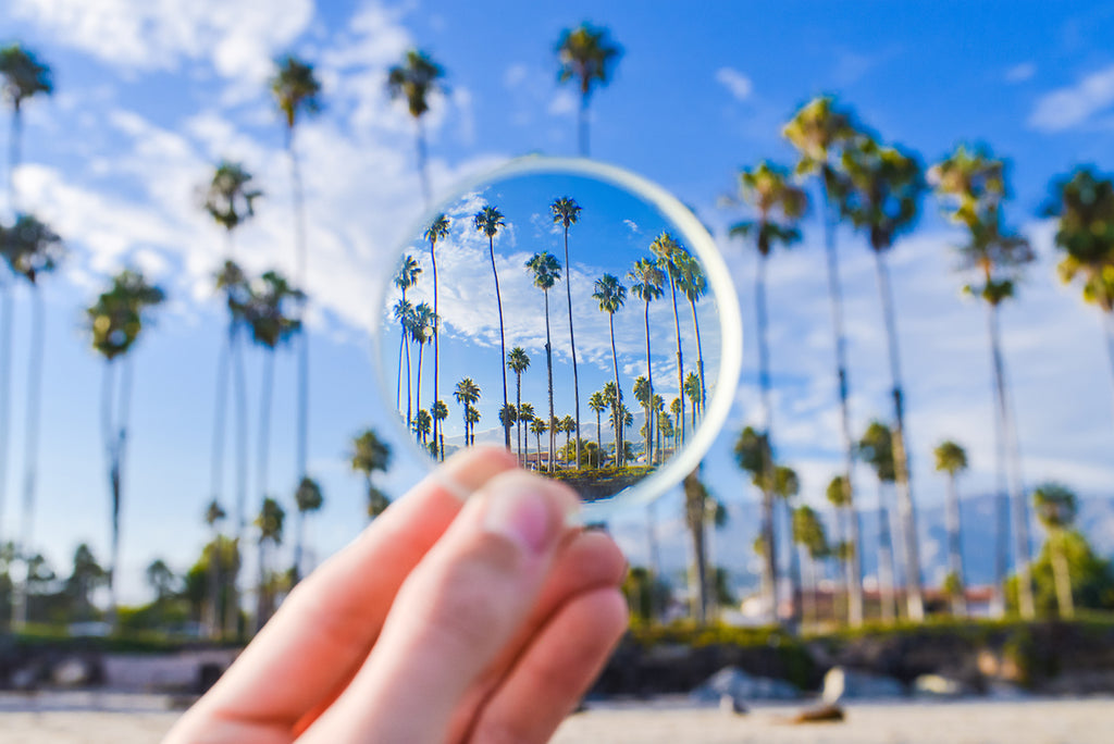 Santa Barbara Palms and Lens // Blake Bronstad Photography
