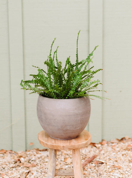 Button Fern Plant for Local Delivery