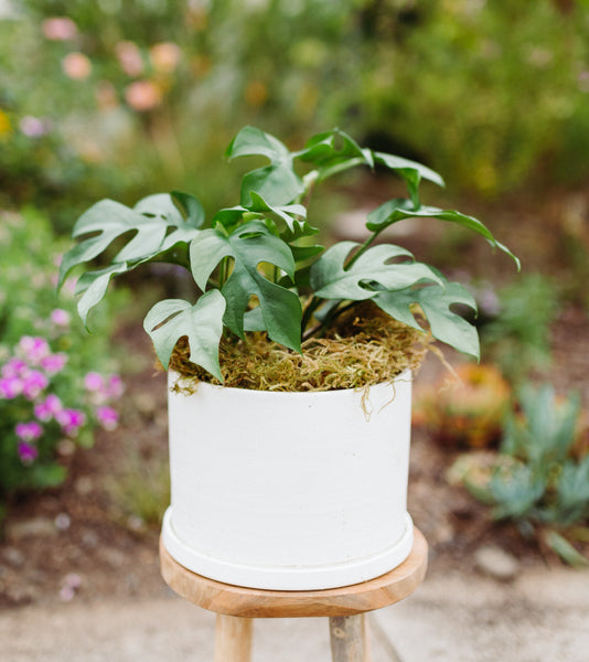 Mini Monstera Plant in White Pot for Local Delivery