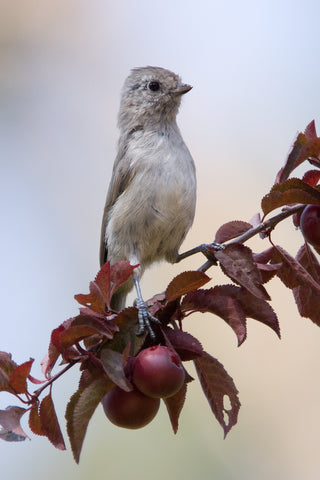 Oak Titmouse