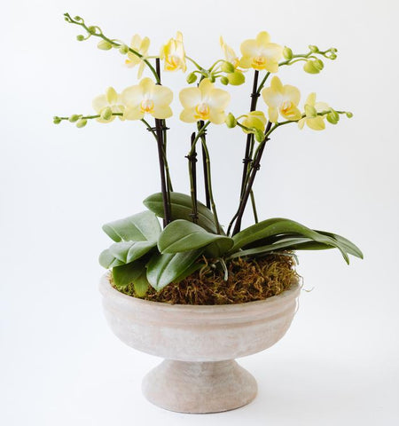 Potted orchid arrangement for local delivery in Santa Barbara