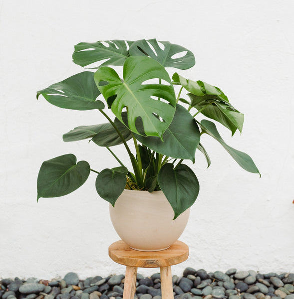 Monstera Plant in a neutral round pot for Local Delivery