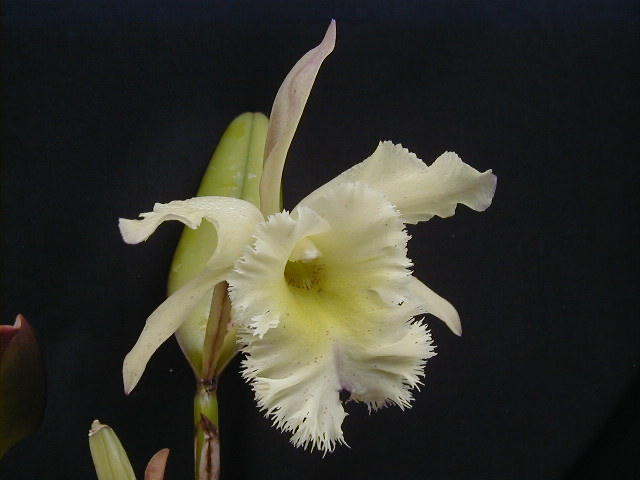 Brassavola digbyana is Rhyncholaelia digbyana – SLO Orchids