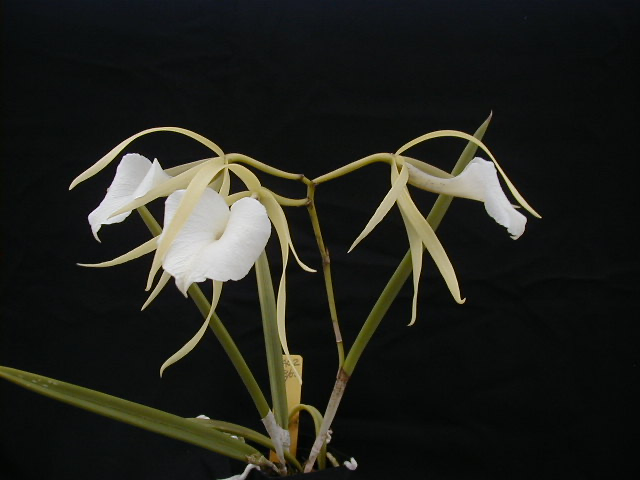 Brassavola Nodosa Susan Fuchs Fcc/aos