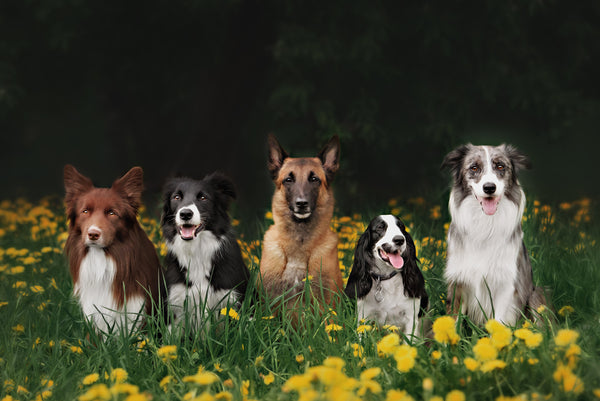 Właściciele psów powinni wziąć pod uwagę różne potrzeby ras psów w zakresie zdrowia stawów.