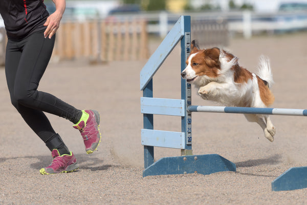 Ważne jest, aby dbać o kondycję stawów i mięśni psa ćwiczącego agility.