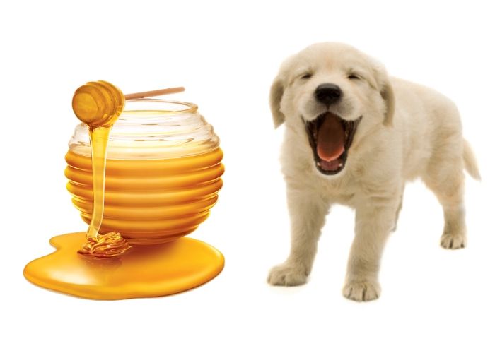 can dogs eat honey