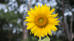 Plant Sunflowers with Toddlers & Young Children