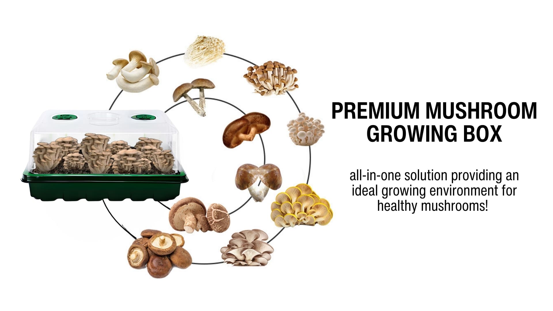 mushroom grow kit