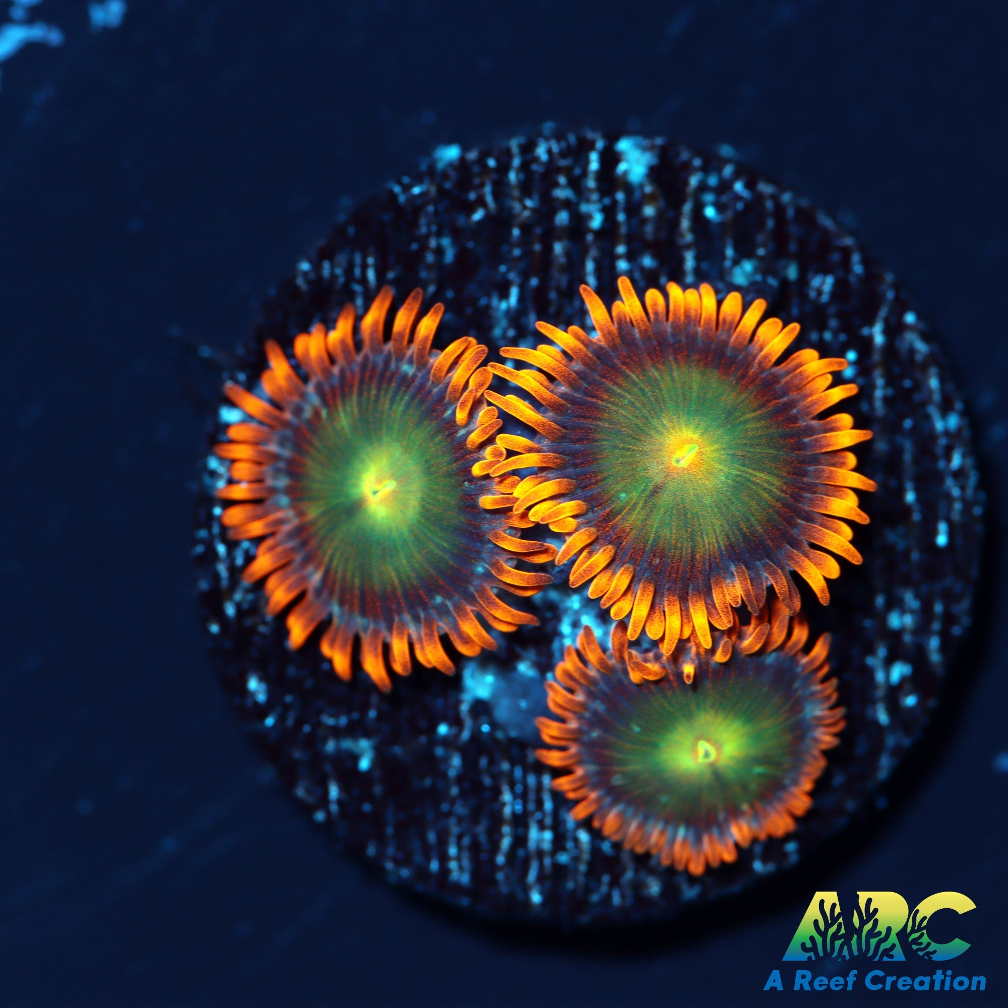 CC Mango Fusion Zoas
