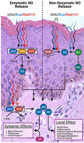 Summary of proposed NO metabolism in the skin