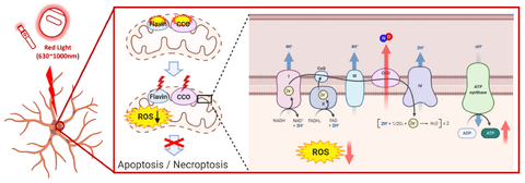 rlt and neuroprotection