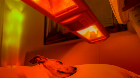 red light therapy bulbs