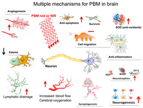 multiple mechanisms for PBM