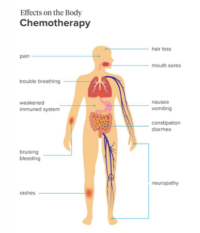 human body structure