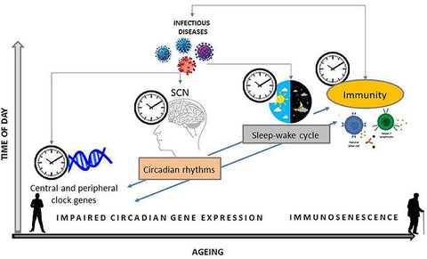 Circadian Rhythms process