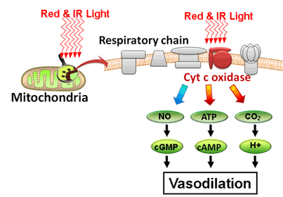 Red and near-infrared directly stimulate nitric oxide production in blood vessels