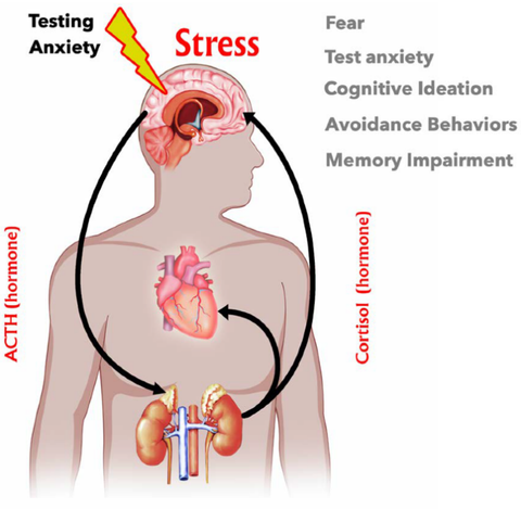 stress theory