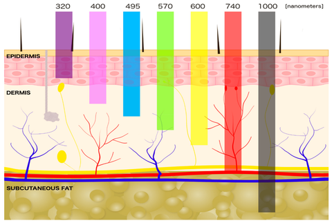 Skin penetration by different wavelengths of light