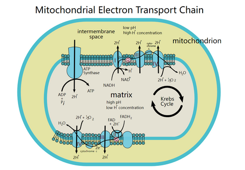 mitochondrial electron transport chain