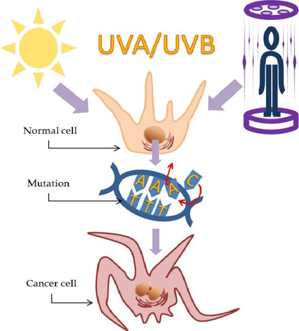 UVB sunburns and increases skin cancer risk.