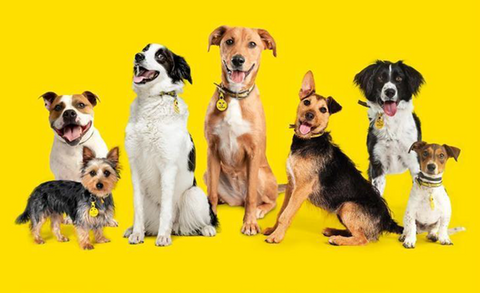 dogs trust