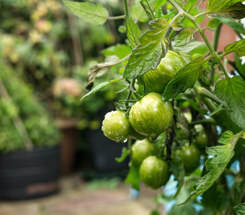 tomato plant and fruit image