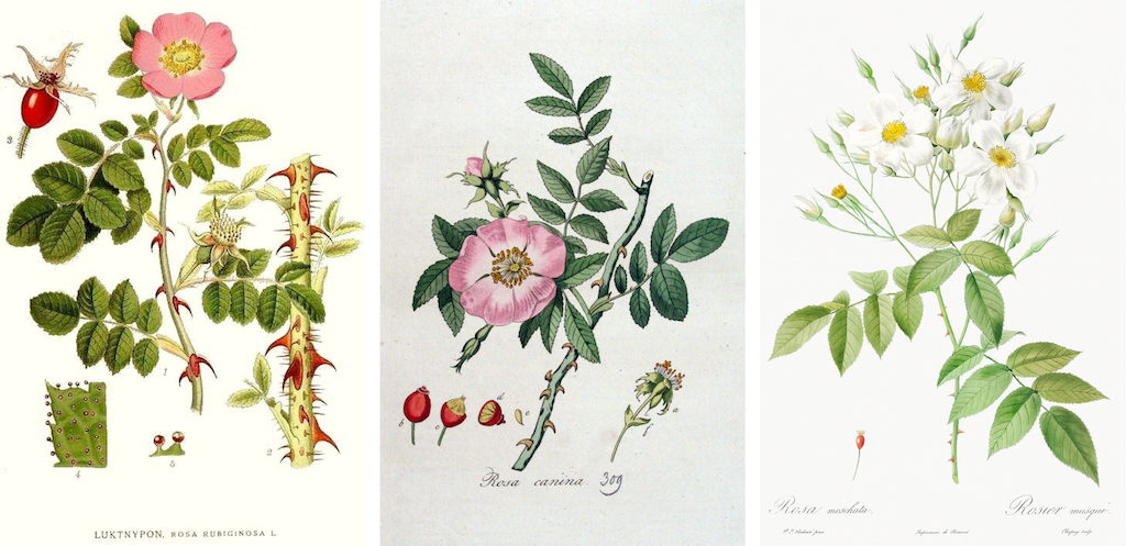botanical illustration of the Rosa genus family 