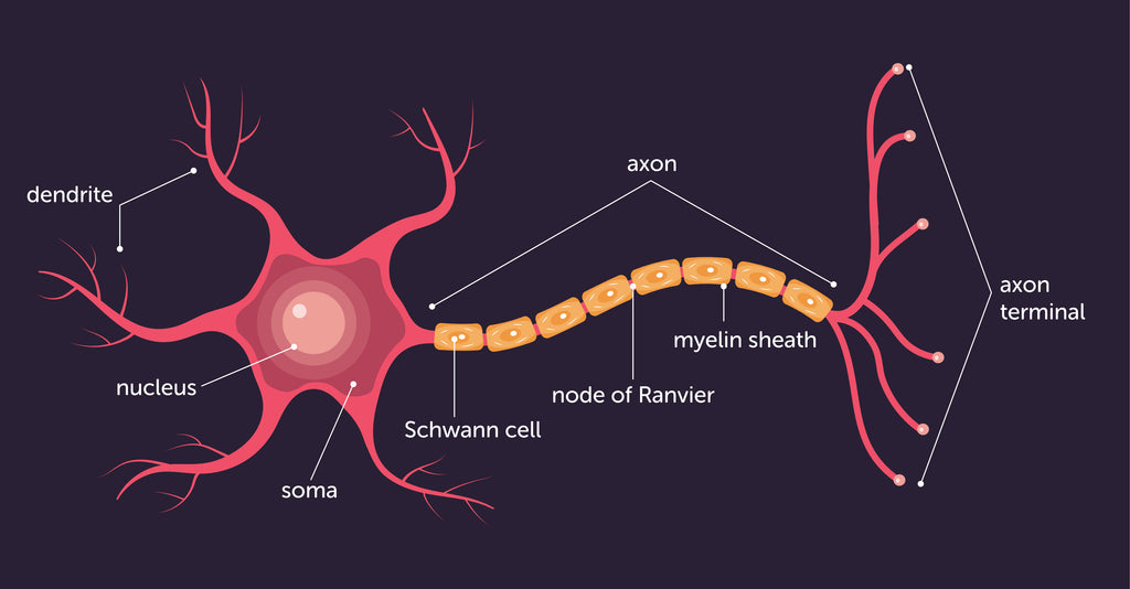 Important parts of neuron