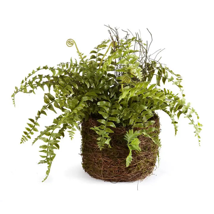 12" Boston Fern Drop-in
