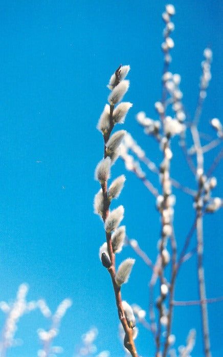 Pussy Willow Salix Tree Salix Discolor 