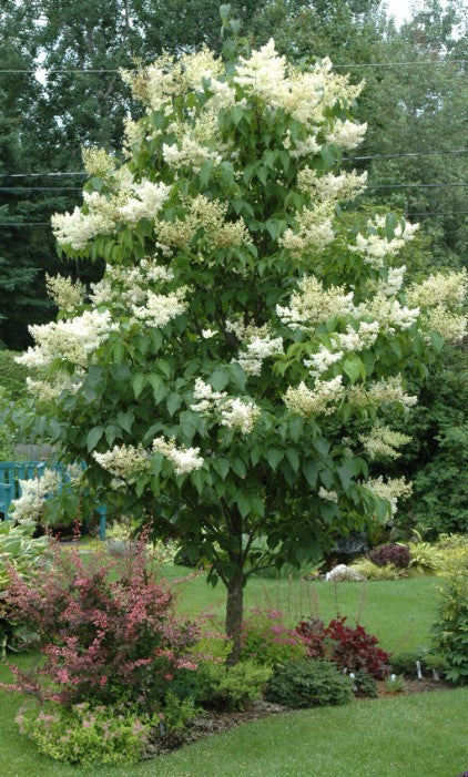 Ivory Silk Lilac Tree Form - Syringa reticulata