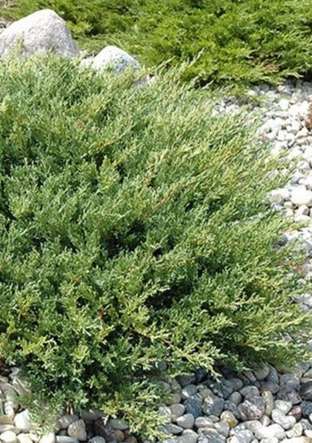 Compact Andorra Juniper - Juniperus horizontalis