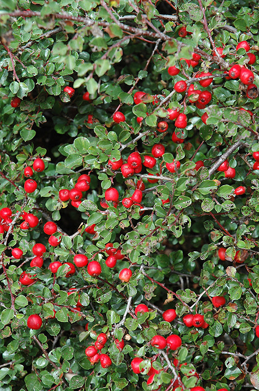 Image of Cranberry cotoneaster in forest