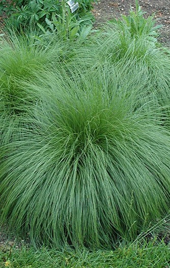 Prairie Dropseed Grass - Sporobolus heterolepis