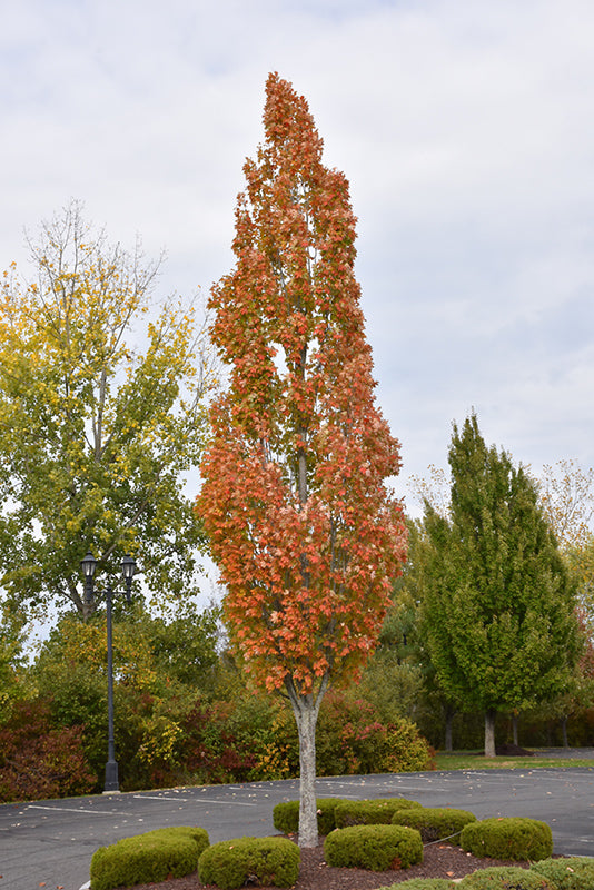 Armstrong Red Maple - Acer x freemanii 'Armstrong'