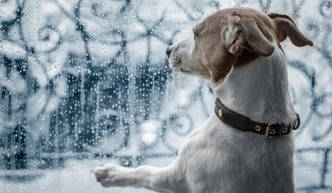 Dog looking out window while raining