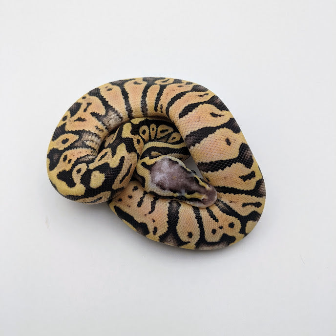 Super Pastel Ball Python | Littlehampton Exotics