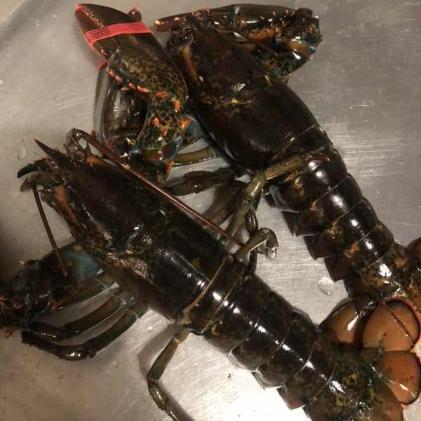 Fresh Lobster