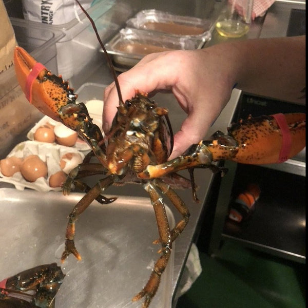 Fresh Lobster