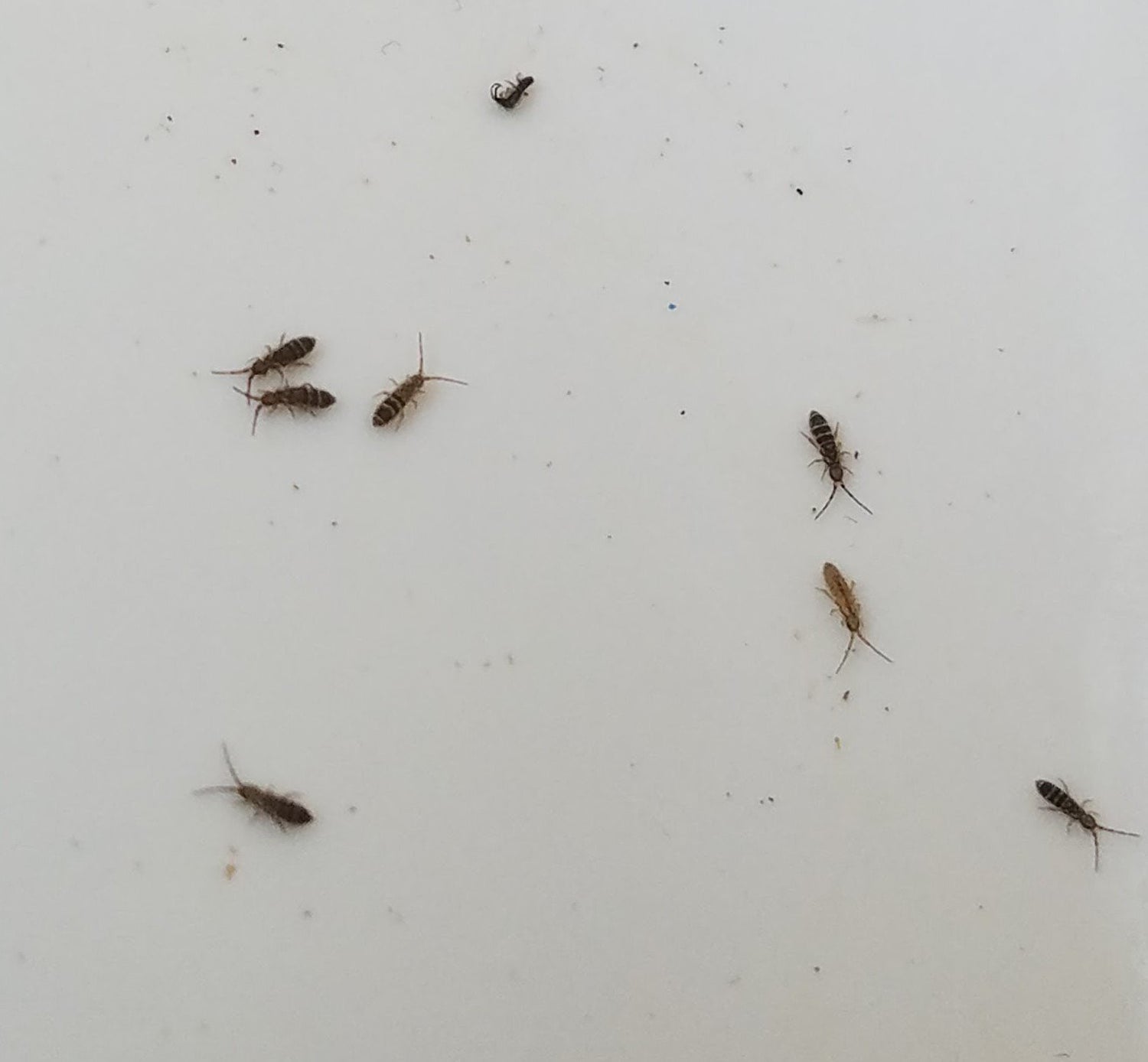 little black bugs in house that jump