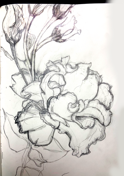 Lisianthus flower sketch