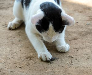 cat catching a lizard 