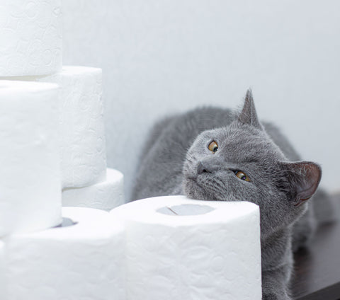 cat with toilet rolls 