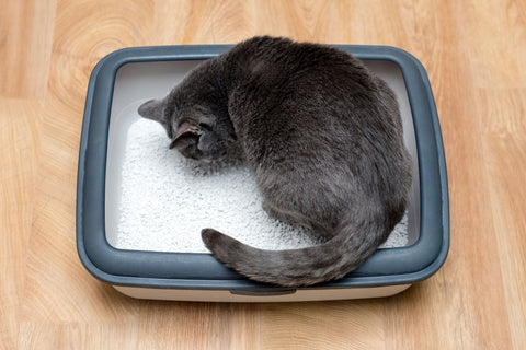 Cat in a litter tray 