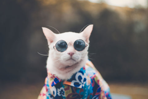 cat with glasses 